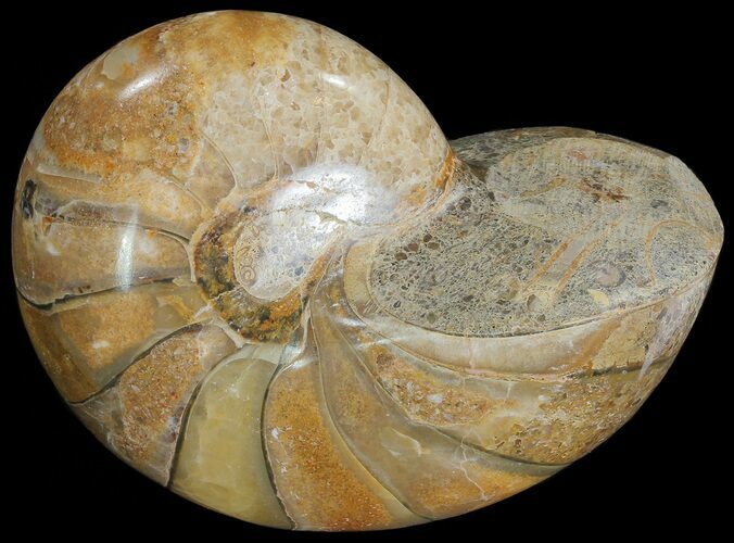 Polished Nautilus Fossil - Madagascar #67907
